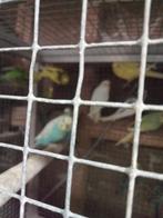 Diverse mooie grasparkieten, Meerdere dieren, Parkiet