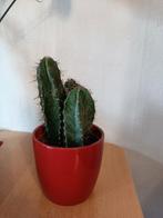 cactus in keramische pot, Cactus, Minder dan 100 cm, In pot, Volle zon