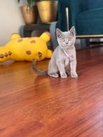 Britse korthaar lilac, Dieren en Toebehoren, Katten en Kittens | Raskatten | Korthaar, Poes, Ontwormd