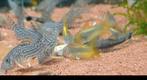 Hobbyaquarium Zondag 12/17u aanbiedingen Corydoras/vissen, Dieren en Toebehoren, Vissen | Aquariumvissen