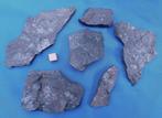Agnostus-trilobietjes Brantevik / Zweden (Lot 3), Ophalen of Verzenden, Fossiel
