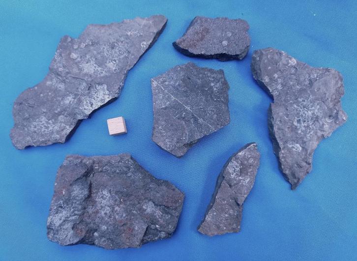 Agnostus-trilobietjes Brantevik / Zweden (Lot 3), Verzamelen, Mineralen en Fossielen, Fossiel, Ophalen of Verzenden