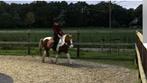 Bijrijder aangeboden, Dieren en Toebehoren, Paarden en Pony's | Verzorgingsproducten, Ophalen of Verzenden, Nieuw