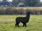 Alpaca hengst, Dieren en Toebehoren, Juli, Mannelijk