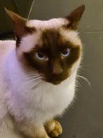 Vermist traditionele siamees Willem, Dieren en Toebehoren, Vermiste en Gevonden Dieren, Kat