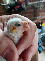 Jonge kakarikie geel 4 week oud. Super tam. Reserveer, Dieren en Toebehoren, Vogels | Parkieten en Papegaaien, Geslacht onbekend