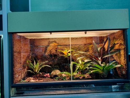 Prachtig tropisch terrarium met techniek en inrichting., Dieren en Toebehoren, Reptielen en Amfibieën | Toebehoren, Zo goed als nieuw