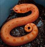 Heterodon nasicus sunburst project, Dieren en Toebehoren, Reptielen en Amfibieën, Slang, 0 tot 2 jaar