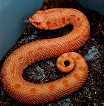 Heterodon nasicus sunburst project  beschikbaar voor biedingen