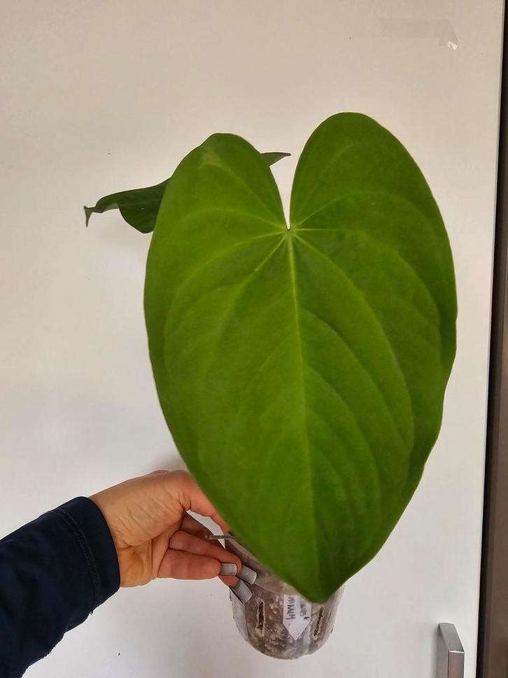 Anthurium Gustavi x Papillilaminum Hybride, Huis en Inrichting, Kamerplanten, Ophalen of Verzenden