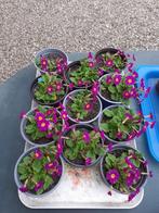 Primula juliae ´Wanda´, sleutelbloem; paarsroze bloem met ge, Ophalen, Bodembedekkers, Vaste plant, Volledige schaduw