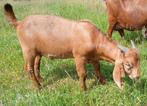 Boergeit bokjes red kalahary te koop, Dieren en Toebehoren, Schapen, Geiten en Varkens, Mannelijk, Geit