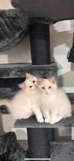 Geupdate: Raszuivere ragdoll kindjes, Dieren en Toebehoren, Katten en Kittens | Raskatten | Langhaar, Kater, Gechipt, 0 tot 2 jaar