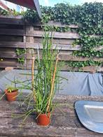 Potloodplant, Huis en Inrichting, Kamerplanten, Ophalen, Vetplant, Halfschaduw, Minder dan 100 cm