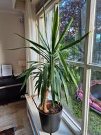 Yucca gigantea elephantipes olifantspoot kamerplant, Ophalen, Volle zon, Palmboom, 100 tot 250 cm