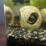 Gratis baby Guppies  en een Endler., Dieren en Toebehoren, Vissen | Aquariumvissen, Vis