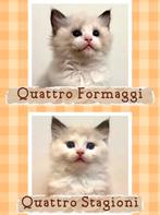Ragdoll kittens | geteste ouders | stamboom |seal bicolor, Meerdere dieren