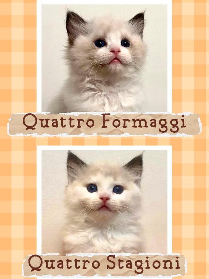 Ragdoll kittens | geteste ouders | stamboom |seal bicolor, Dieren en Toebehoren, Katten en Kittens | Overige Katten, Meerdere dieren
