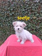 Te koop mooie speelse boomer pups, Parvo, Overige rassen, 8 tot 15 weken, Meerdere