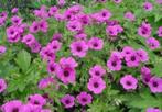 geranium(ooievaarsbek), Ophalen, Lente, Vaste plant, Bodembedekkers