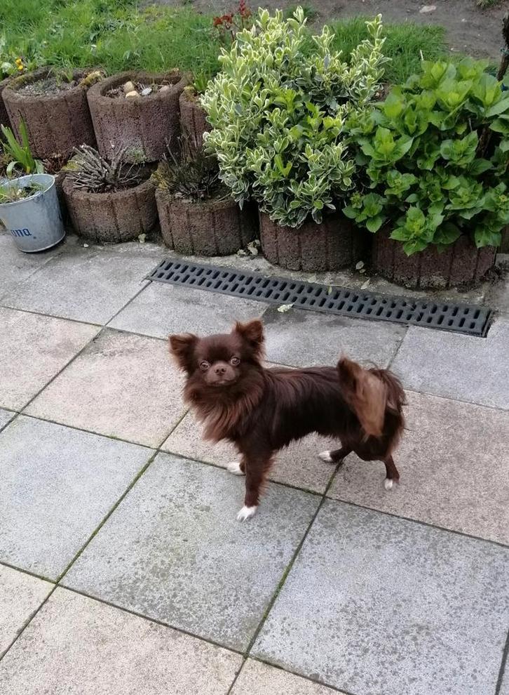 Super mooie chihuahua choco reu, Dieren en Toebehoren, Honden | Chihuahua's en Gezelschapshonden, Reu, Chihuahua, Particulier