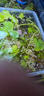 Guppy en molly babytjes, Dieren en Toebehoren, Vis