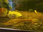 Algeneters voor aquarium, Dieren en Toebehoren, Vis