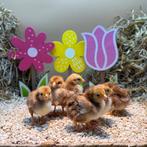 Tamme Rhode Island Red kriel kuikens gesekst & ingeënt, Dieren en Toebehoren, Pluimvee, Vrouwelijk, Kip