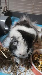Lieve Cavia (m), Dieren en Toebehoren, Cavia, Februari, Mannelijk, Tam