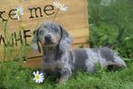 Teckel pups alle kleuren, Dieren en Toebehoren, België, Rabiës (hondsdolheid), 15 weken tot 1 jaar, Korthaar