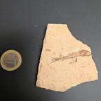 Fosiel visje, Ophalen, Fossiel