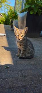 Boerderij kittens, Meerdere dieren, Kortharig, 0 tot 2 jaar