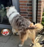 Australian shepherd dekreu redmerle, Rabiës (hondsdolheid), Reu, 1 tot 2 jaar, Eén hond