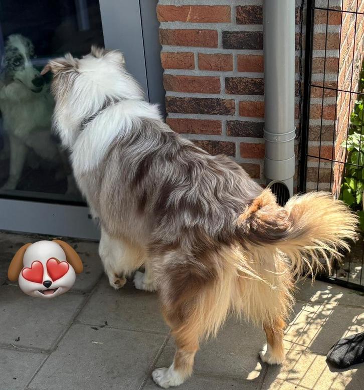 Australian shepherd dekreu redmerle, Dieren en Toebehoren, Honden | Dekreuen, Reu, Particulier, Eén hond, Nederland, 1 tot 2 jaar