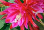 cactus - rood/ purper stek Epiphyllum, Ophalen of Verzenden, Cactus, Volle zon, Minder dan 100 cm