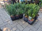 euonymus green spire, Tuin en Terras, Ophalen, Minder dan 100 cm