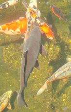 Koi karper alleen de zwarte, Karper of Koi