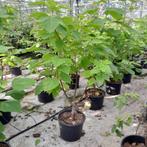 Geelbladige Catalpa struik | Catalpa 'Aurea', Ophalen, Overige soorten