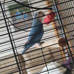 Help Coco vermist vanuit Puth (Limburg)!, Dieren en Toebehoren, Vermiste en Gevonden Dieren