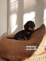 Super mooie ruw haar dwerg teckels black and tan en merle, Dieren en Toebehoren, 8 tot 15 weken, Dwerg, CDV (hondenziekte), Meerdere