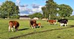 Enkele Brandrode koeien met vaarskalf, Dieren en Toebehoren, Runderen, Vrouwelijk, 3 tot 6 jaar