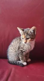 Lief poesje, halfrasje, moeder Mainecoon poes, Dieren en Toebehoren, Katten en Kittens | Raskatten | Korthaar, Poes, Ontwormd