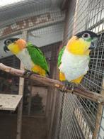 ZWARTKOP  caiques 🦜🦜koppel moet weg!!, Meerdere dieren, Parkiet