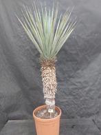 Yucca rigida 31, 140 cm, stam 75 cm, Ophalen of Verzenden, Vaste plant, Overige soorten, Volle zon