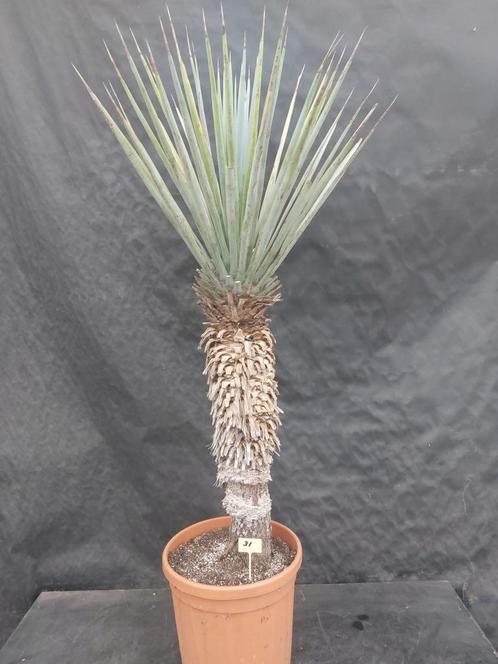 Yucca rigida 31, 140 cm, stam 75 cm, Tuin en Terras, Planten | Tuinplanten, Vaste plant, Overige soorten, Volle zon, Ophalen of Verzenden