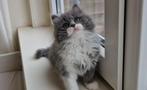 Britse langhaar kittens katertjes, Dieren en Toebehoren, Katten en Kittens | Raskatten | Korthaar, Kater, Ontwormd, 0 tot 2 jaar
