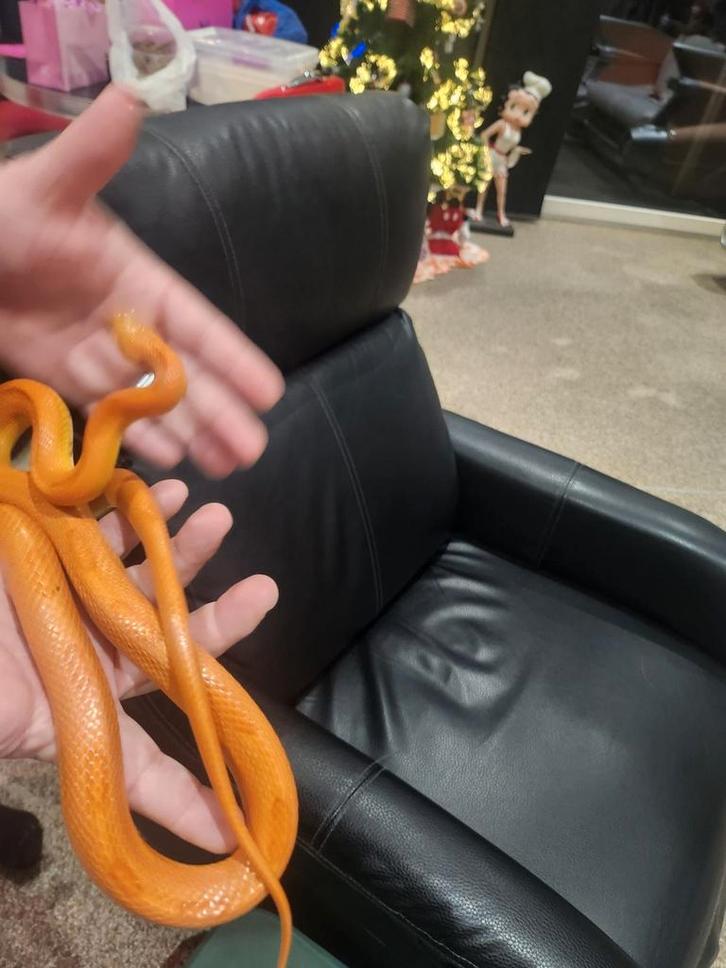 Rattenslangen - 3 stuks (2 vrouw, 1 man)