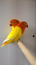 Te koop  lutino opaline pop van juni 2025, Vrouwelijk, Dwergpapegaai of Agapornis, Geringd