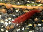 Red Fire Sakura garnalen, Kreeft, Krab of Garnaal, Zoetwatervis
