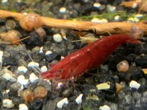 Red Fire Sakura garnalen, Dieren en Toebehoren, Vissen | Aquariumvissen, Zoetwatervis, Kreeft, Krab of Garnaal